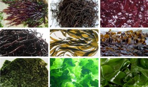 alles-is-liefde.nl-Zeewier-3